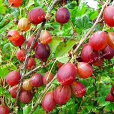 Саджанці агрусу «Легендарний»