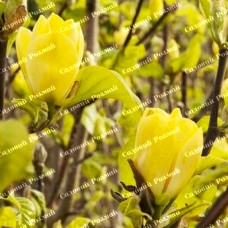 Саджанці магнолії «Yellow»