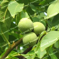 Саджанці грецького горіха «Алтай» - 1-річний