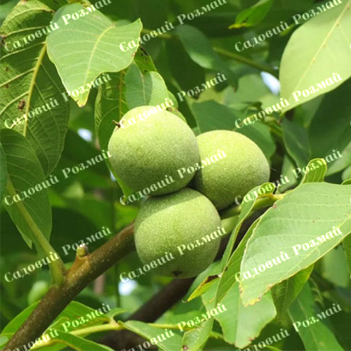 Саджанці грецького горіха «Алтай» - 1-річний