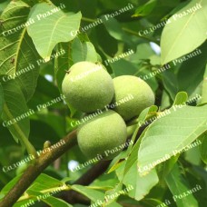 Саджанці грецького горіха «Алтай» (привитий)