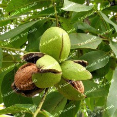 Саджанці грецького горіха «Астахівський» - 1-річний