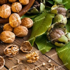 Саджанці грецького горіха «Буковинська Бомба» (привитий)