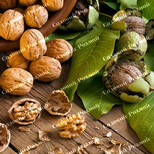 Саджанці грецького горіха «Буковинська Бомба» (привитий)