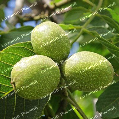 Саджанці грецького горіха «Буковинський 1» - 2-річний