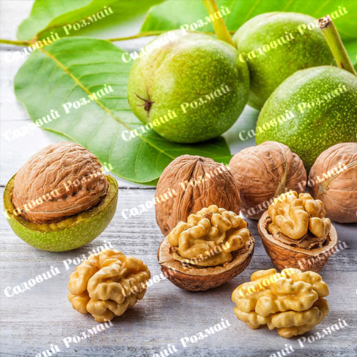 Саджанці грецького горіха «Буковинський 2» (привитий)