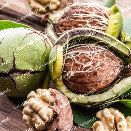 Саджанці грецького горіха «Чандлер» (привитий)