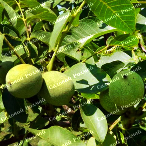 Саджанці грецького горіха «Чернівецький 1» - 1-річний