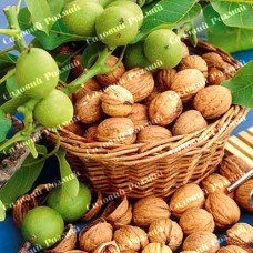 Саджанці грецького горіха «Десертний» - 1-річний