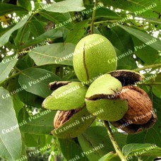 Саджанці грецького горіха «Дует» (привитий)