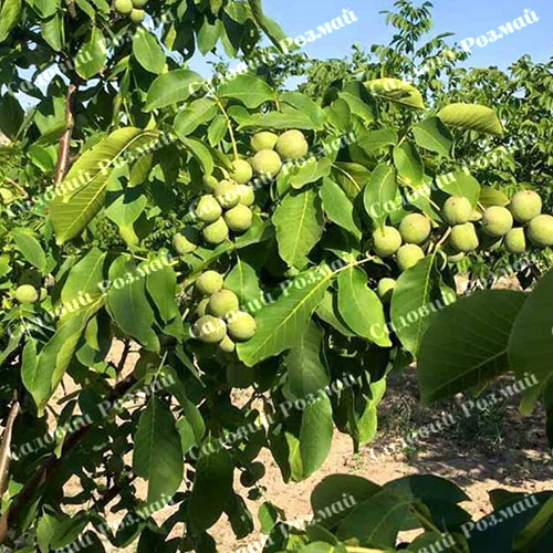 Саджанці грецького горіха «Елізабет» (привитий)