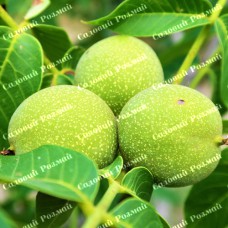 Саджанці грецького горіха «Гігант» (привитий)