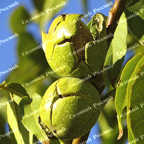 Саджанці грецького горіха «Яцек» - 3-річний