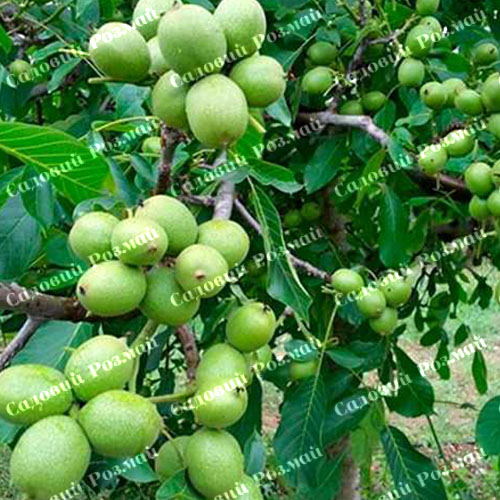 Саджанці грецького горіха «Ідеал» - 1-річний