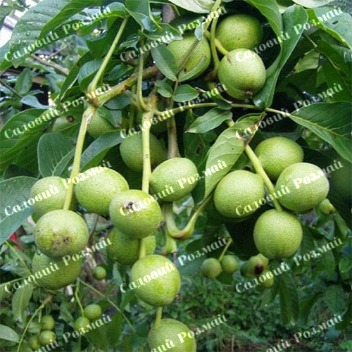 Саджанці грецького горіха «Іван Багряний» (привитий)