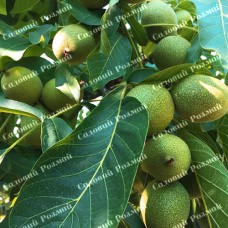 Саджанці грецького горіха «Кардинал» - 1-річний