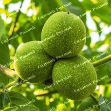 Саджанці грецького горіха «Клішківський» - 1-річний