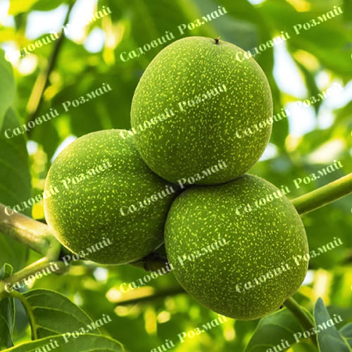 Саджанці грецького горіха «Клішківський» (привитий)