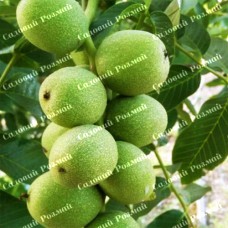 Саджанці грецького горіха «Кочерженко» (привитий)