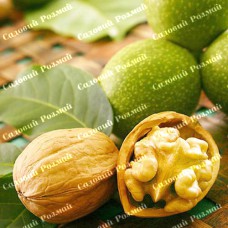 Саджанці грецького горіха «Кореновський» (привитий)