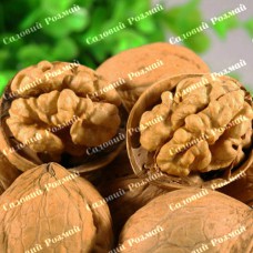 Саджанці грецького горіха «Королівський» - 1-річний