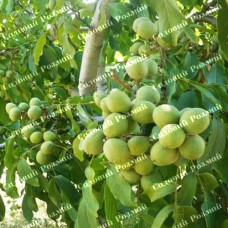 Саджанці грецького горіха «Левіна» - 1-річний