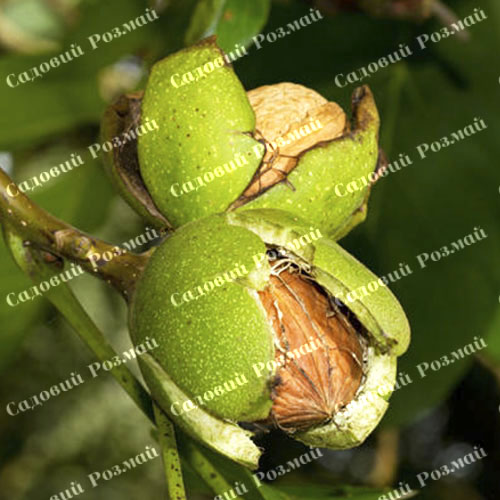 Саджанці грецького горіха «Лисичанський» (привитий)