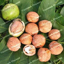 Саджанці грецького горіха «НФ 18» - 1-річний