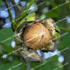 Саджанці грецького горіха «Пам'ять Мінова» - 1-річний