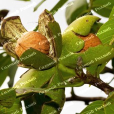 Саджанці грецького горіха «Піщанський» - 1-річний