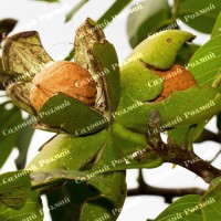 Саджанці грецького горіха «Піщанський» (привитий)