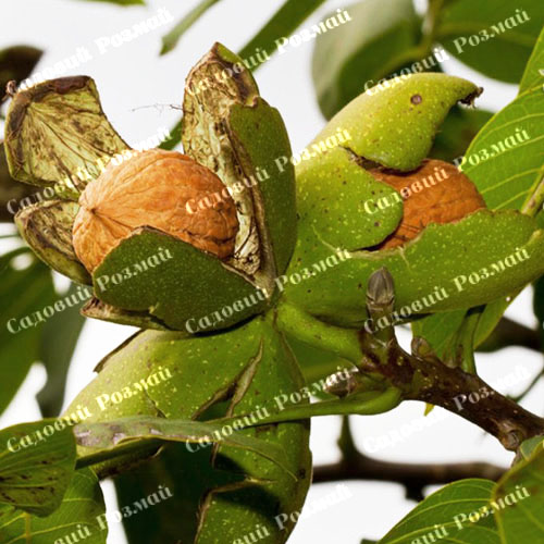 Саджанці грецького горіха «Піщанський» (привитий)