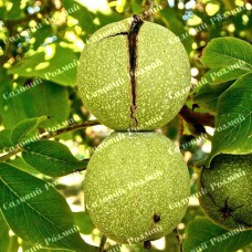 Саджанці грецького горіха «Президент» - 1-річний