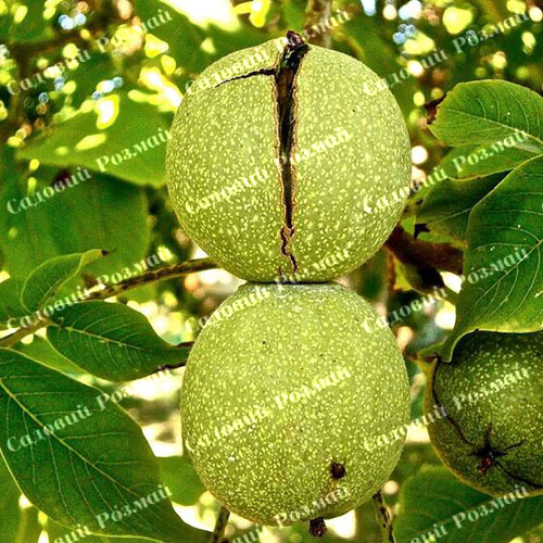 Саджанці грецького горіха «Президент» - 3-річний