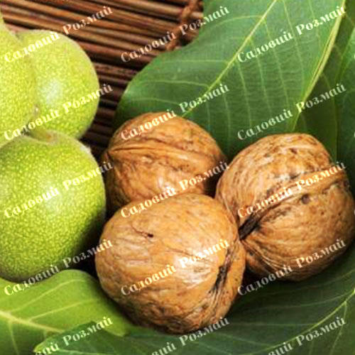 Саджанці грецького горіха «Прикарпатський» - 3-річний