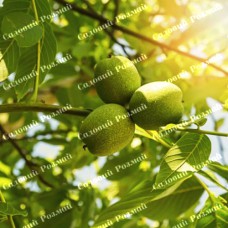 Саджанці грецького горіха «Регіа» (привитий)