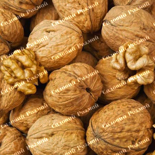 Саджанці грецького горіха «Самохваловичський 2» - 3-річний