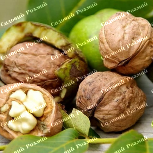 Саджанці грецького горіха «Саратовський ідеал» (привитий)