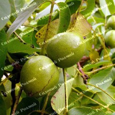 Саджанці грецького горіха «Слава Україні» - 3-річний