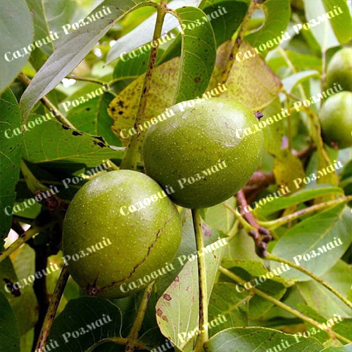 Саджанці грецького горіха «Слава Україні» (привитий)