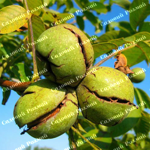 Саджанці грецького горіха «Велетень» (привитий)