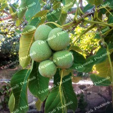 Саджанці грецького горіха «Заточний» (привитий)