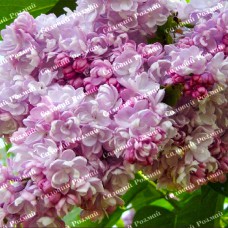 Саджанці бузку «Каліфорнія Роуз» (щеплена)