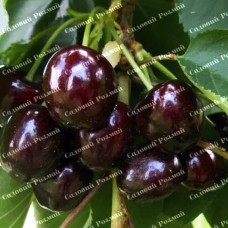 Саджанці черешні «Блек Стар» - 1-річний