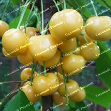 Саджанці черешні «Дачниця» - 1-річний