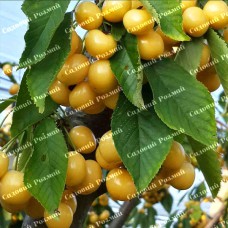 Саджанці черешні «Драгана» - 1-річний