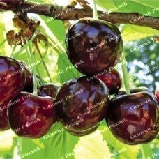 Саджанці черешні «Каріна» - 1-річний