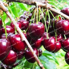 Саджанці черешні «Кордія» - 1-річний