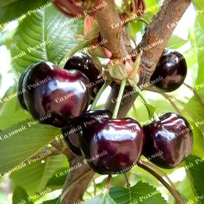 Саджанці черешні «Мелітопольська Чорна» - 1-річний