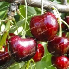 Саджанці черешні «Регіна» - 1-річний